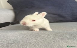 Mixed Breed rabbits for sale: Gorgeous baby bunny’s for sale  - Image 10