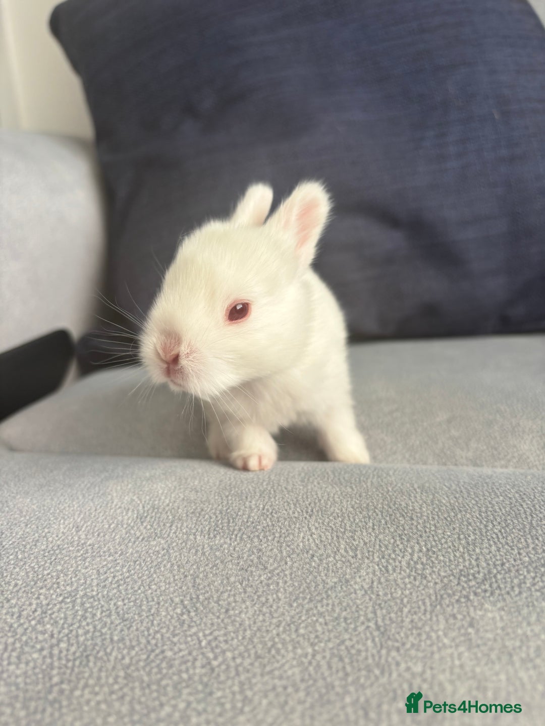 Mixed Breed rabbits for sale: Gorgeous baby bunny’s for sale  - Image 10