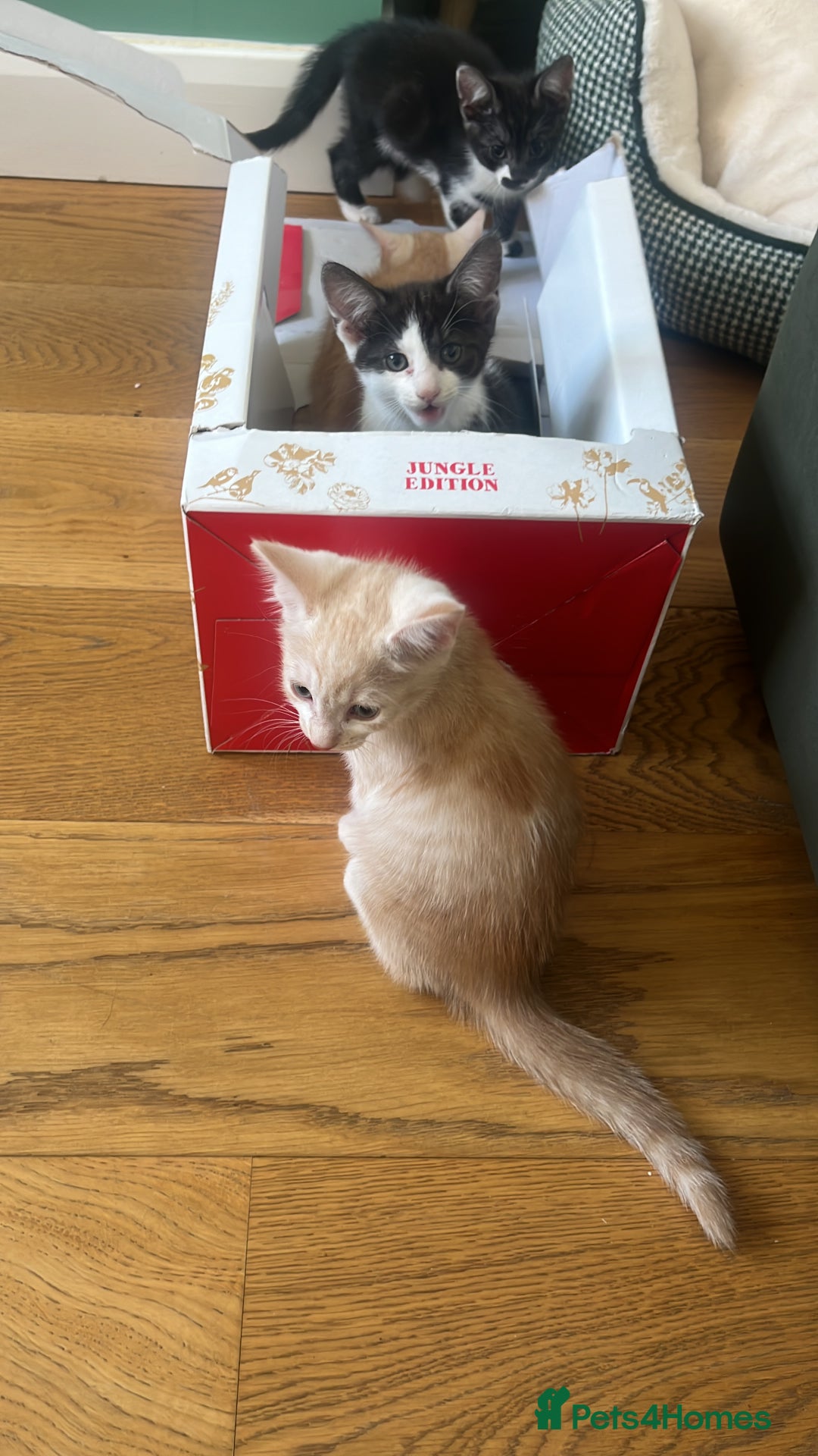 Mixed Breed cats for sale: Lovely playful kittens  - Image 11