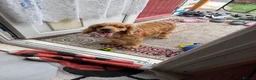 Cocker Spaniel dogs for sale: Cocker spaniel  in Tamworth - Advert 6