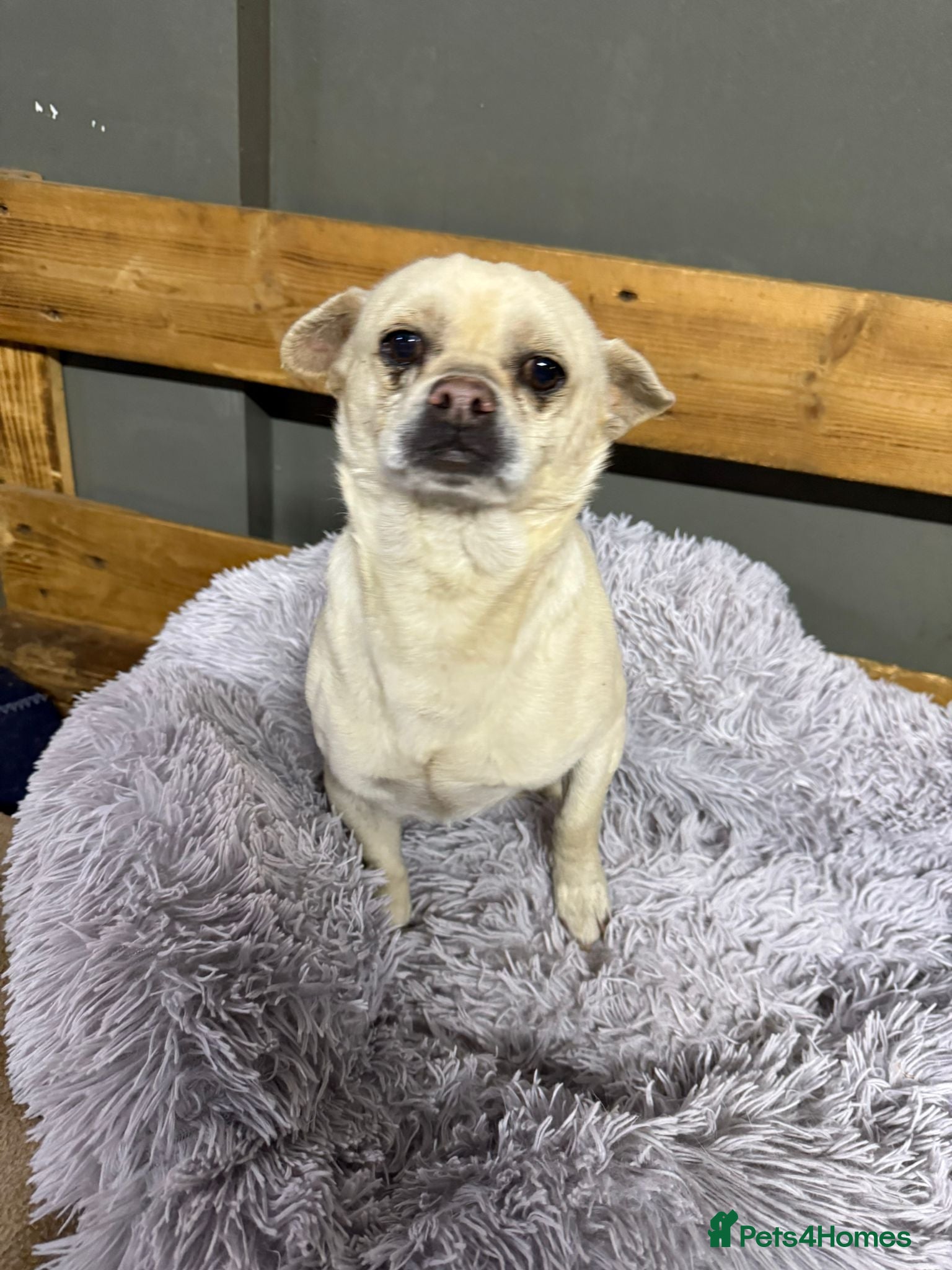 Mixed Breed dogs Little Mazli is waiting for you! - Advert 2