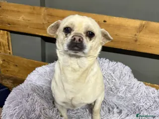 Mixed Breed dogs Little Mazli is waiting for you! - Advert 2