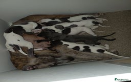 Whippet dogs for sale: Beautiful litter of Whippets - Image 4