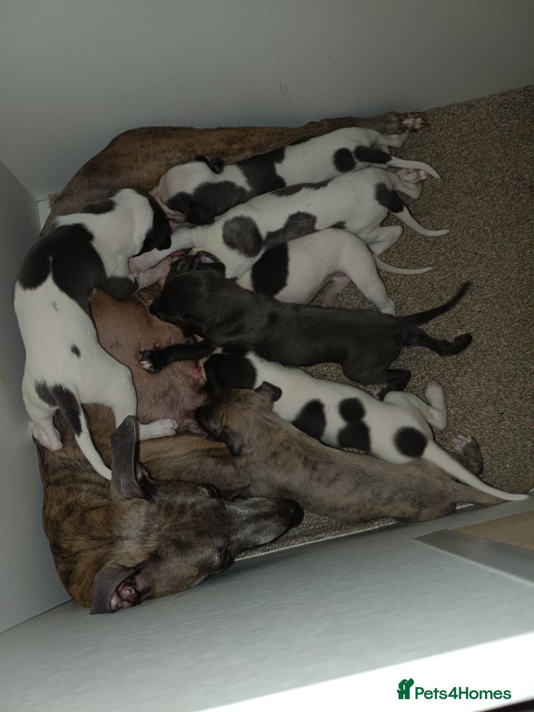 Whippet dogs for sale: Beautiful litter of Whippets - Image 4