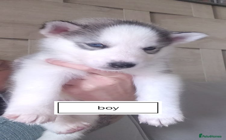 Siberian Husky dogs - Advert 1