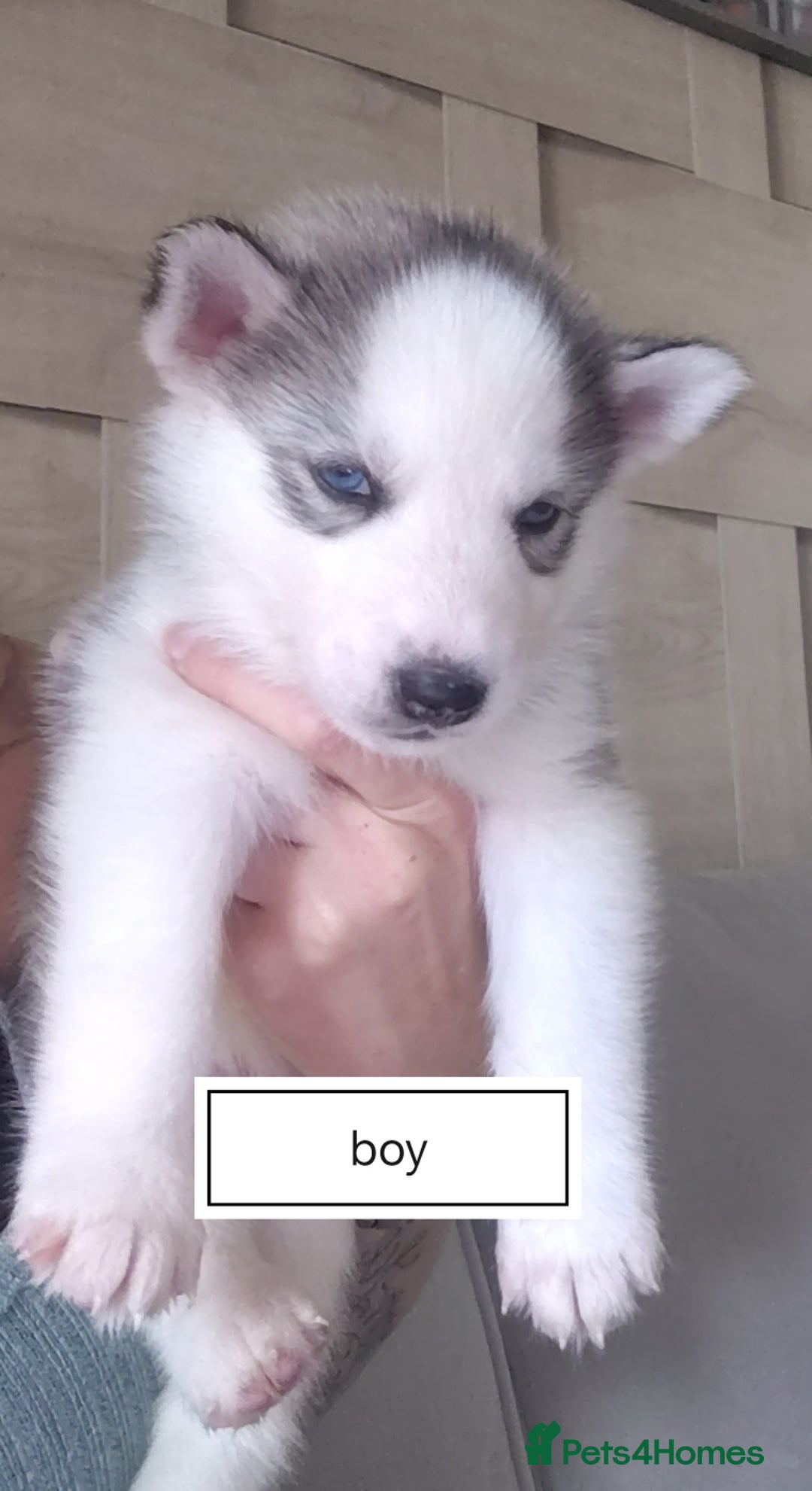 Siberian Husky dogs for sale: Siberian huskys READY NOW 1 boy 1 girl. - Image 6