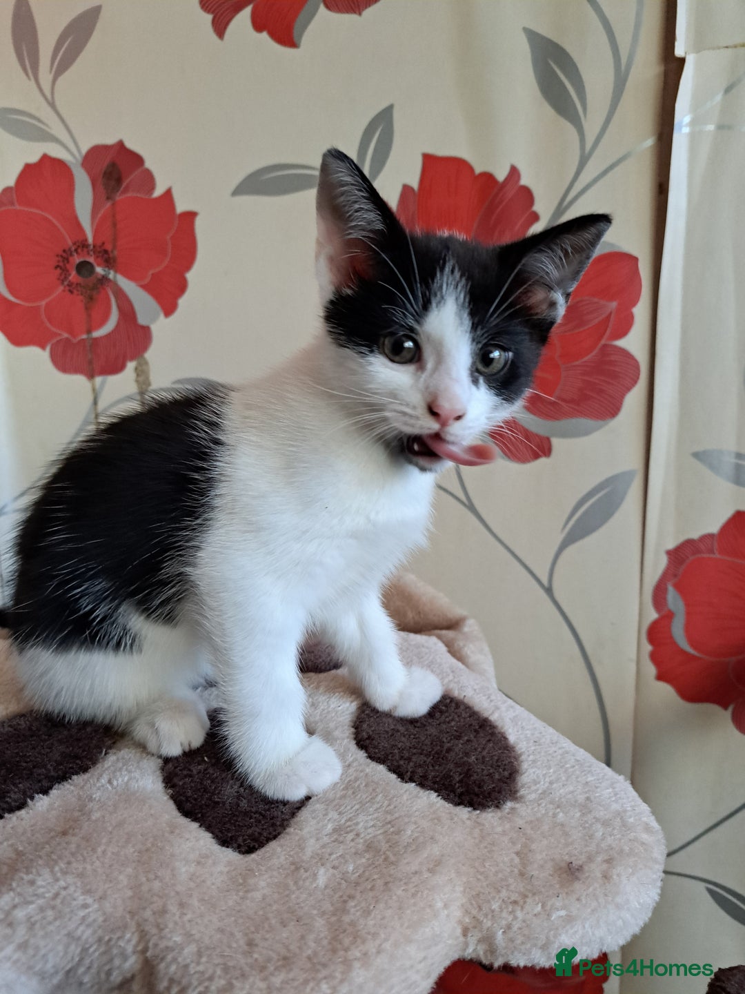 Mixed Breed cats for sale: 3 adorable kittens for sale - Image 1