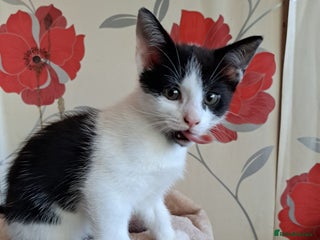 Mixed Breed cats for sale - Advert 1