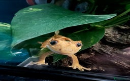 Gecko reptiles for sale: Male Crested Gecko Dalmatian with full setup - Image 9