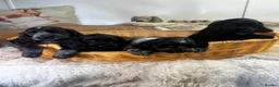 Cocker Spaniel dogs for sale: super Quality True To Type KC - Advert 7