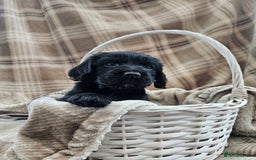 Cocker Spaniel dogs for sale: KC Registered Working Cocker Spaniel Pups - Image 8