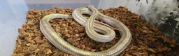 Mixed Breed reptiles for sale: Ball Pythons And Corn Snake For Sale - Advert 14