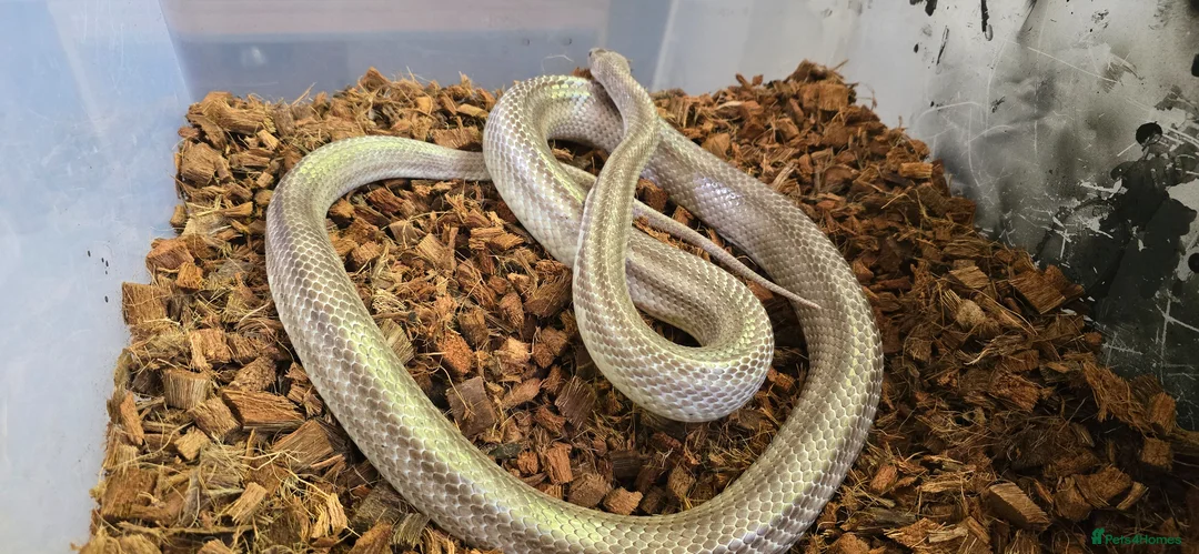 Mixed Breed reptiles for sale: Ball Pythons And Corn Snake For Sale - Advert 14