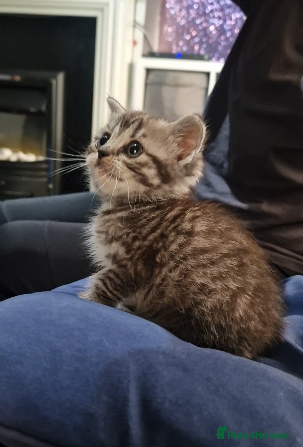 British Shorthair cats 1 little Girl left - Ready Now - Advert 19