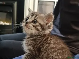 British Shorthair cats 1 little Girl left - Ready Now - Advert 19