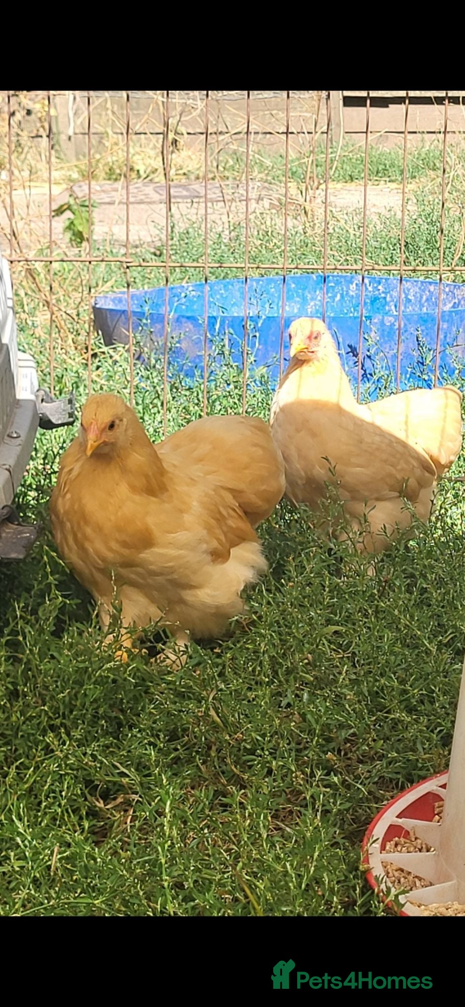 Chickens poultry Pekin bantam pullets  - Advert 23