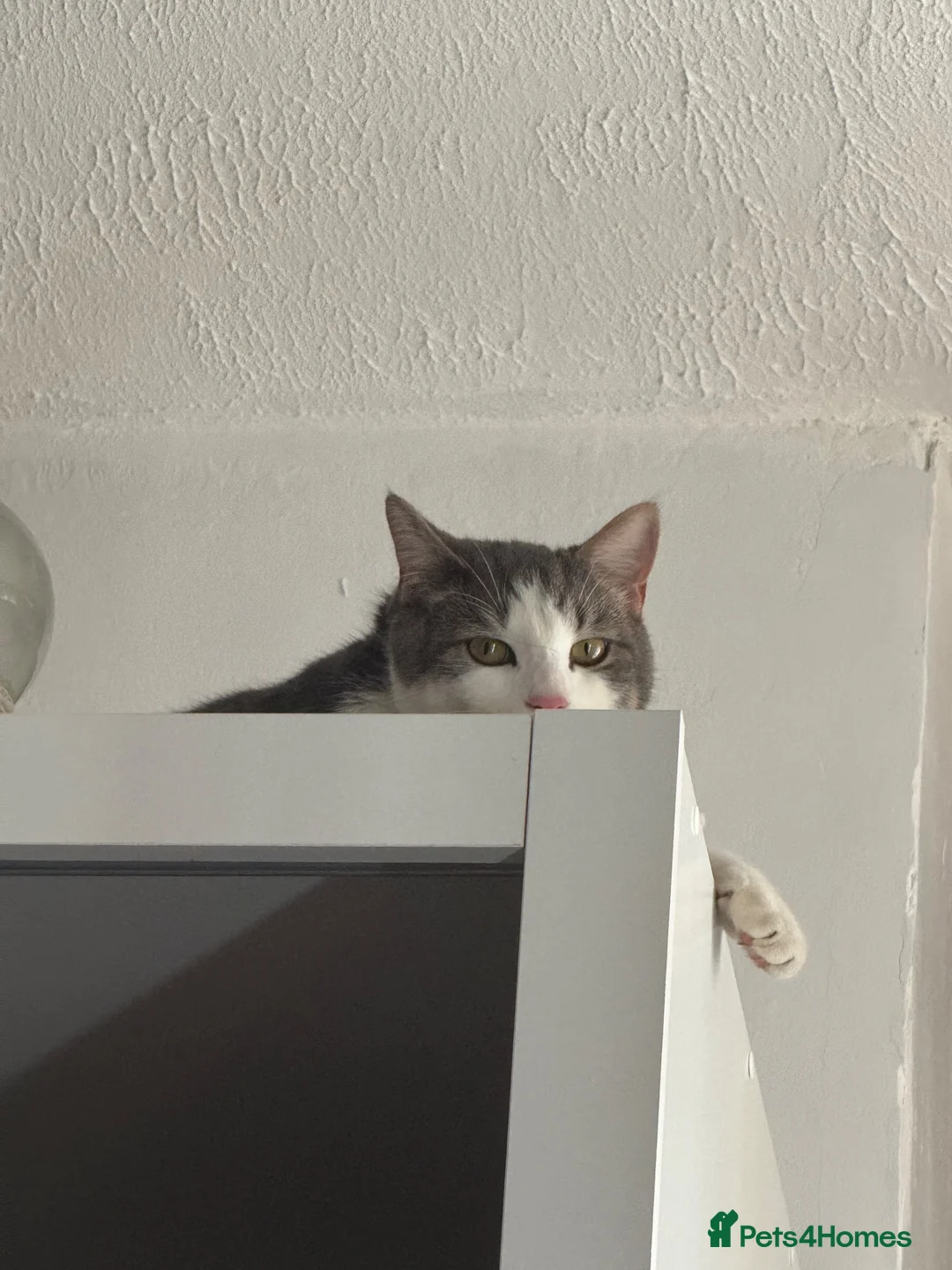 Mixed Breed cats for sale: MALE CAT TO BE REHOMED in Bristol - Advert 4