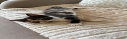 Mixed Breed cats for sale: Kittens - Advert 6