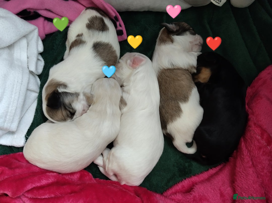 Morkie dogs for sale: Beautiful Morkie Puppies - Image 16