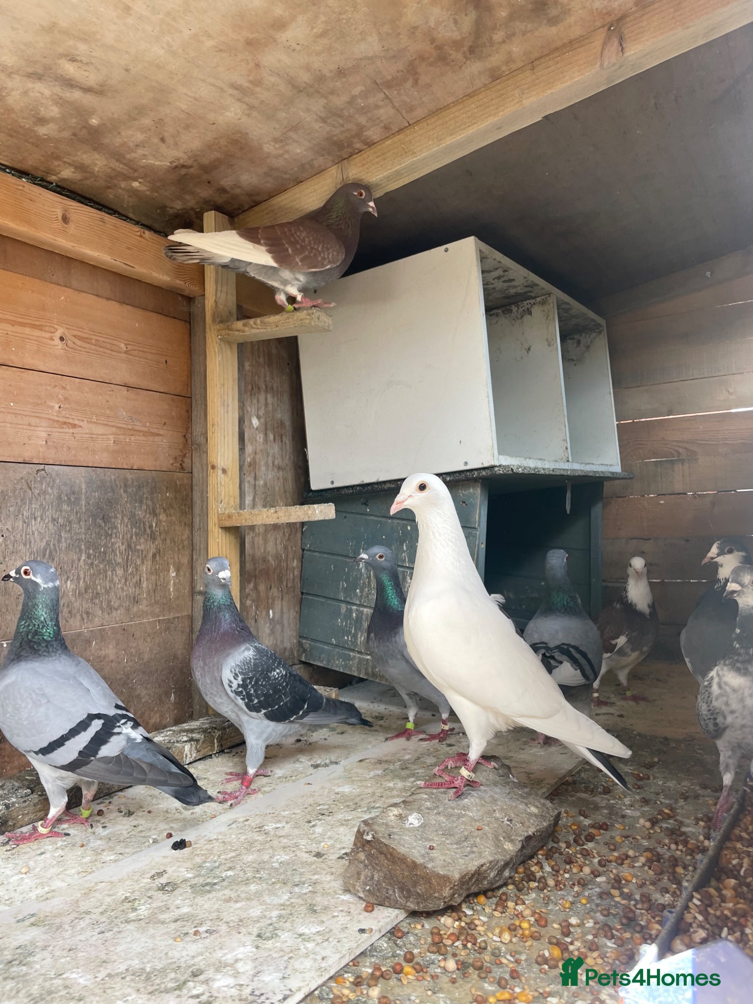 Pigeons birds Homing pigeons for sale  - Advert 1