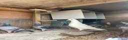 Pigeons birds for sale: Homing pigeons for sale  in Stoke-on-Trent - Advert 1