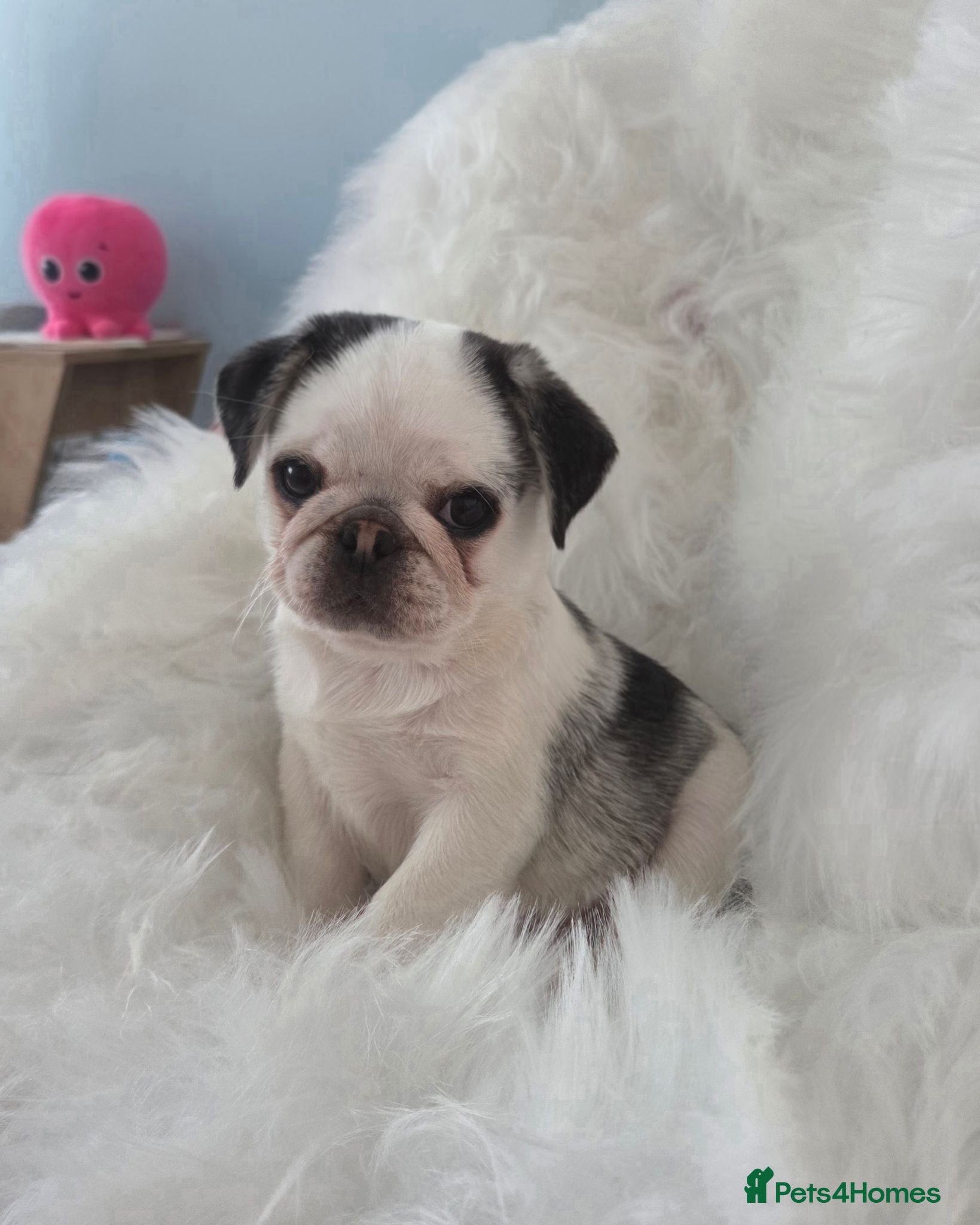 Pug dogs Stunning KC Prince Pug — only one left - Advert 2
