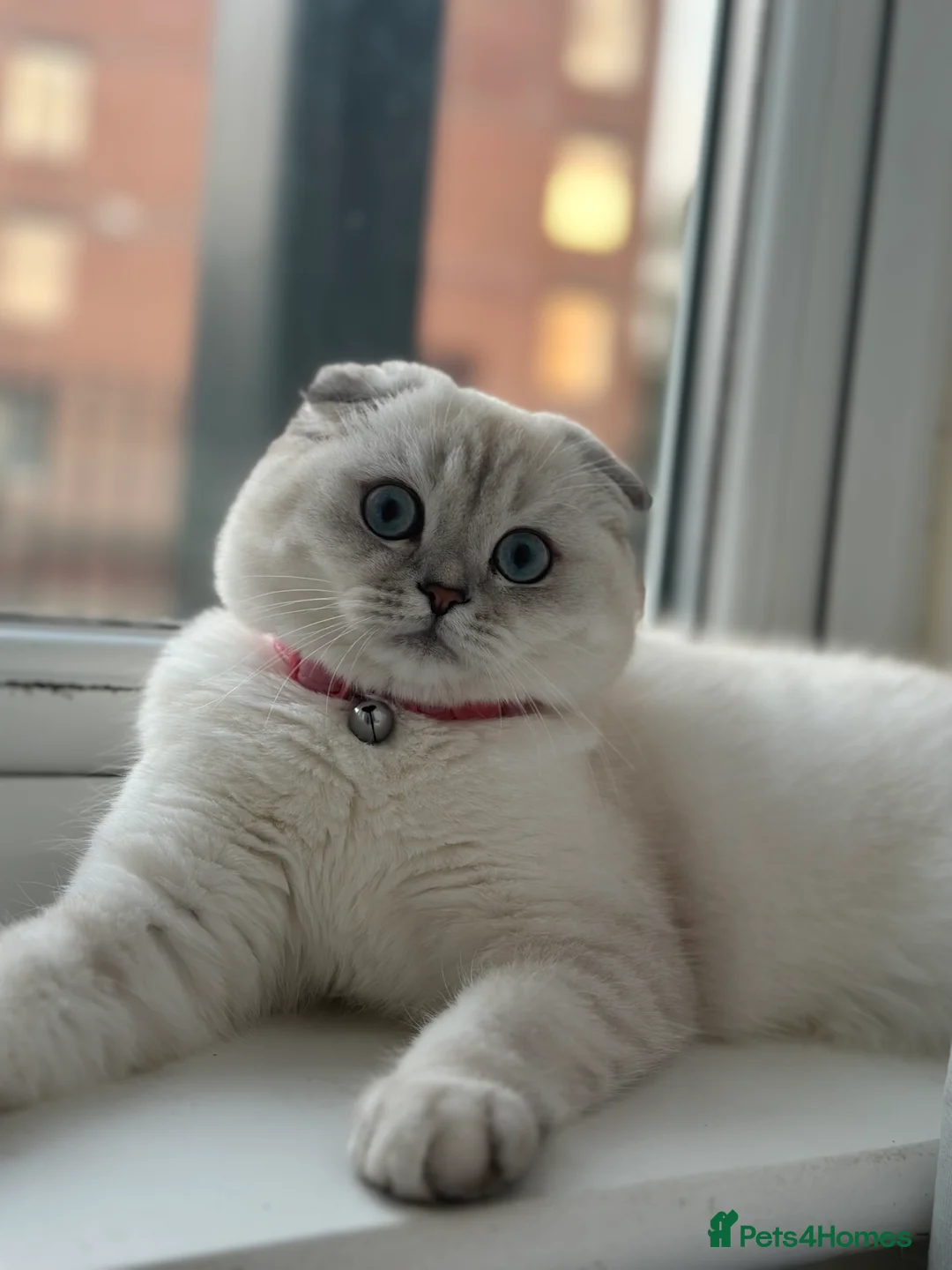 Scottish Fold cats for sale: Beautiful Scottish fold  - Advert 3