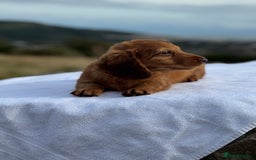 Miniature Dachshund dogs for sale: Last 2 long hair dachshund boys ready  - Image 6