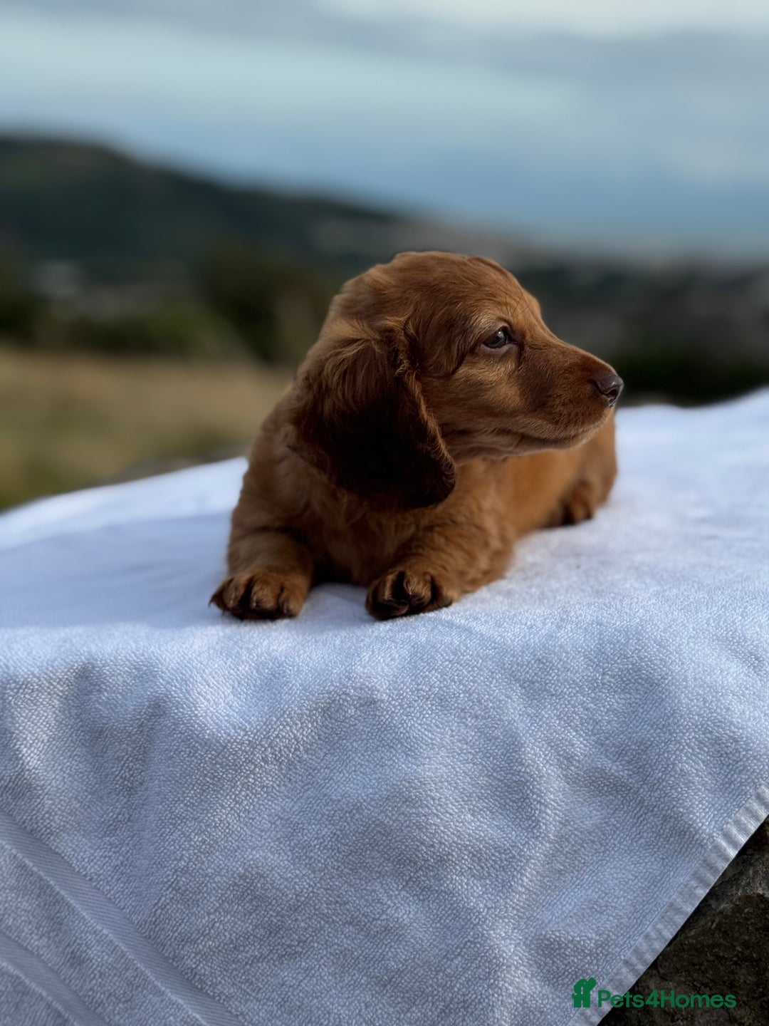 Miniature Dachshund dogs for sale: Last 2 long hair dachshund boys ready  - Image 6