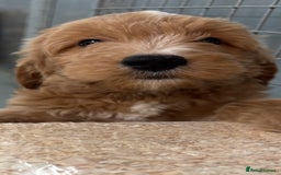Mini Goldendoodle dogs for sale: F1 miniature golden doodle puppies  - Image 5
