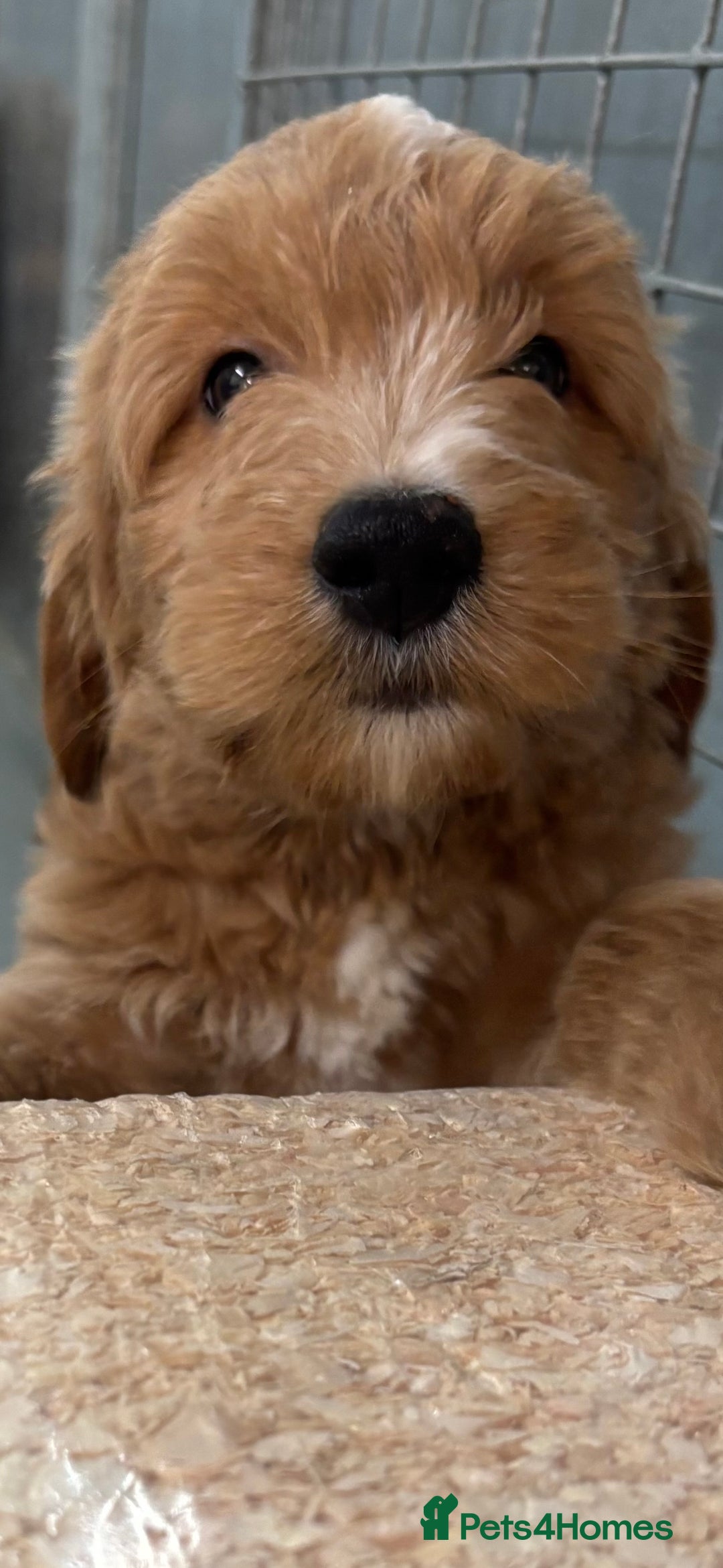 Mini Goldendoodle dogs for sale: F1 miniature golden doodle puppies  - Image 5