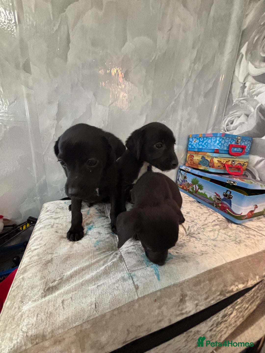 Patterjack dogs for sale: 4 lovely patterjacks  - Image 11