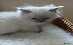 Ragdoll cats for sale: Blue point Ragdoll kittens  - Image 5