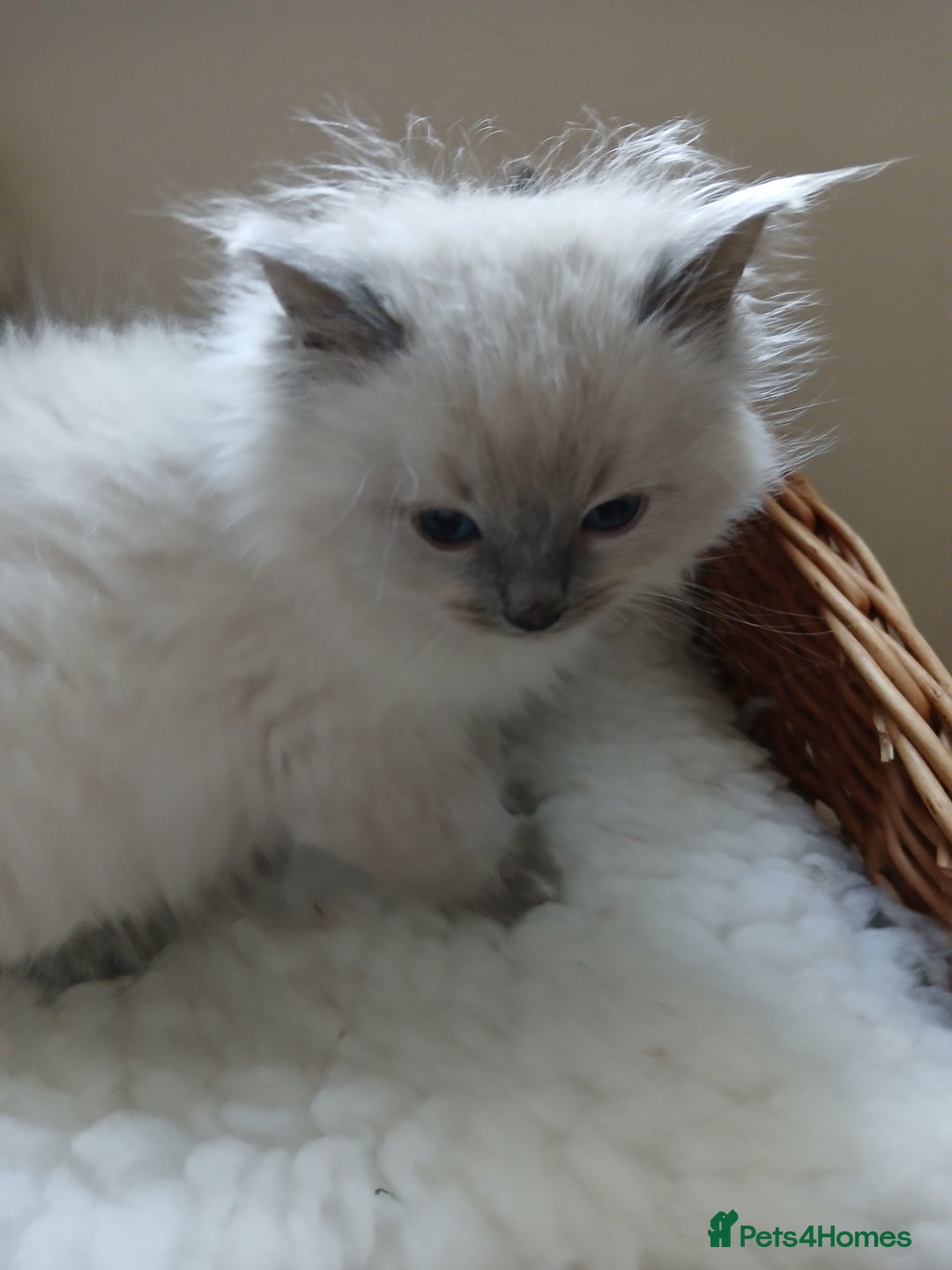 Ragdoll cats for sale: Blue point Ragdoll kittens  - Image 5