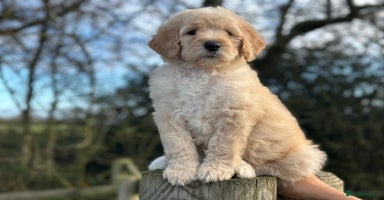 Mixed Breed dogs F1B SAINTBERNADOODLE FULL VET CHECKED ALL HEALTHY - Advert 9