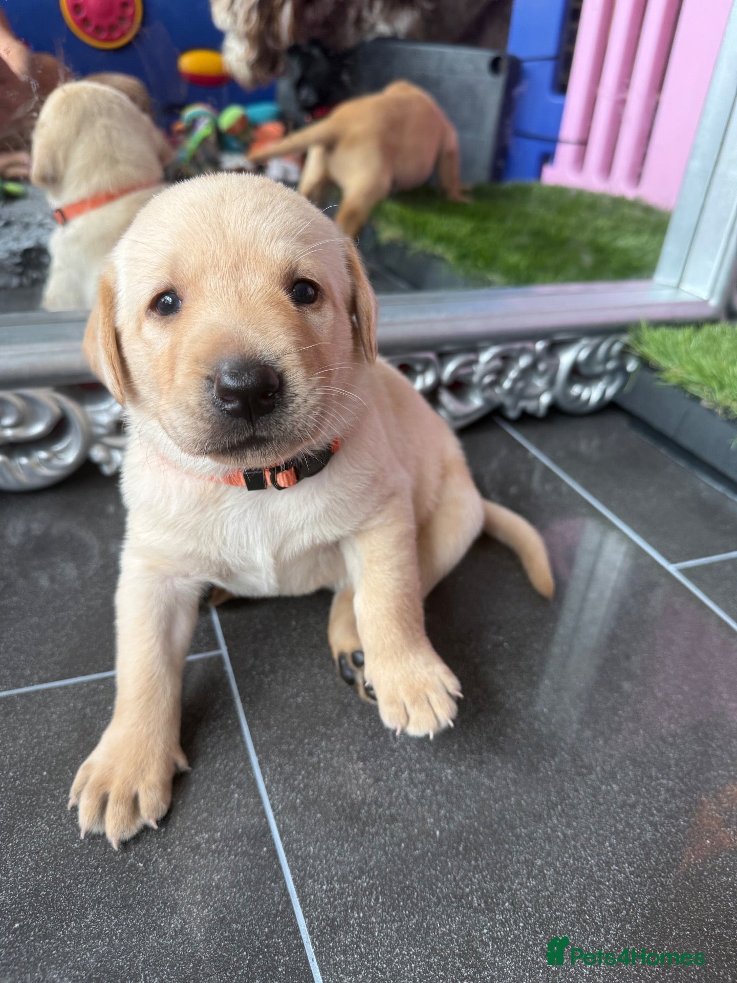 Labrador Retriever dogs Exceptional Health-Tested Purebred Labrador Puppys - Advert 1