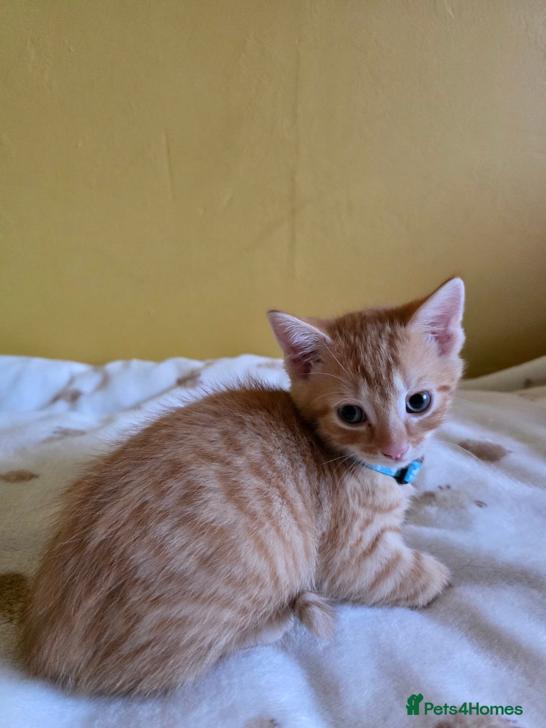 Mixed Breed cats for sale: Gorgeous 2 Girls and 3 boys For sale - Image 8