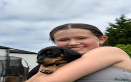 Miniature Dachshund dogs for sale: KC miniature dachshund puppies - Image 1