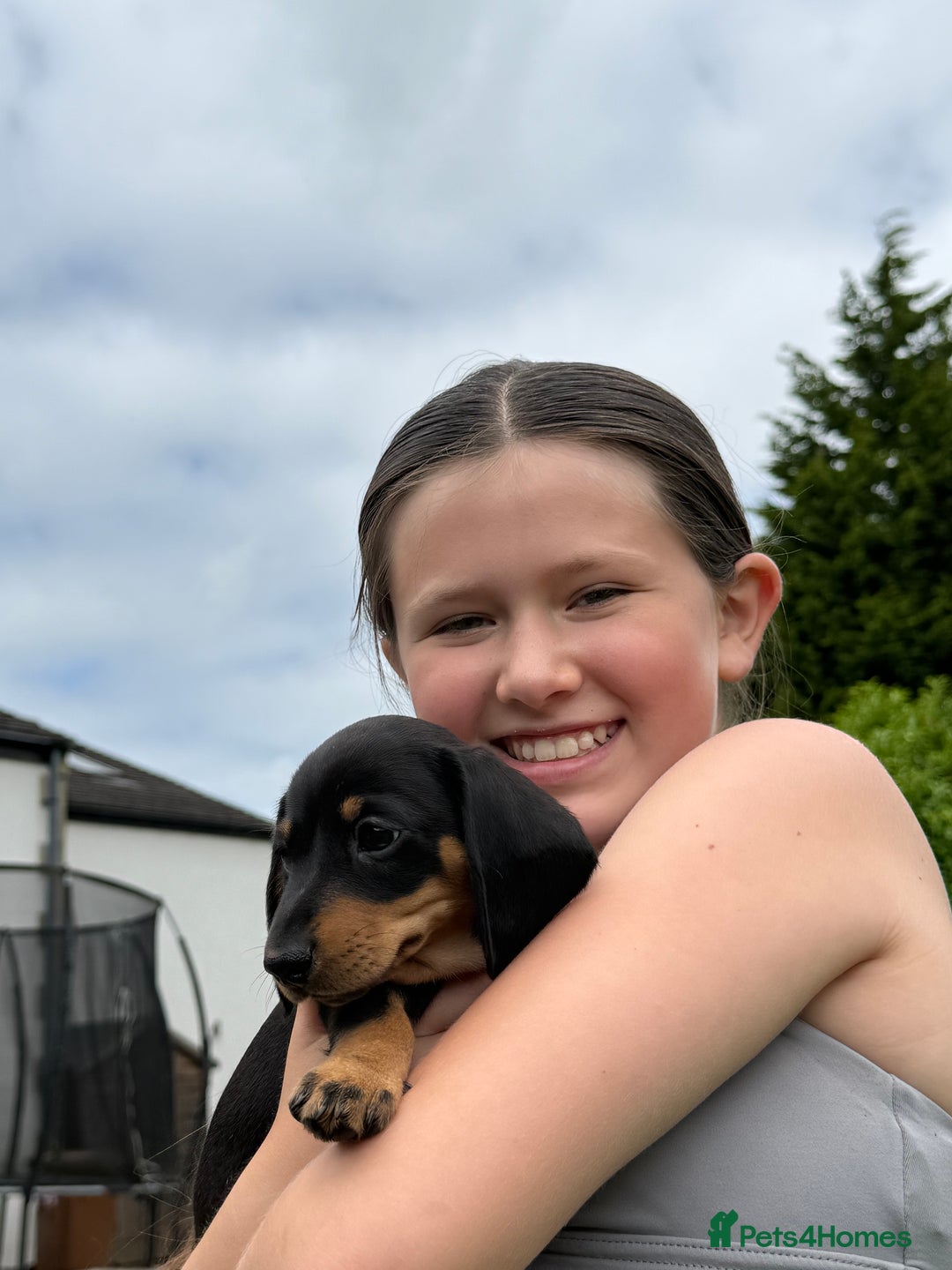 Miniature Dachshund dogs for sale: KC miniature dachshund puppies - Image 1