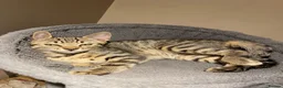 Bengal cats for sale: Bengal x kitten ready for new home in Swindon - Advert 5