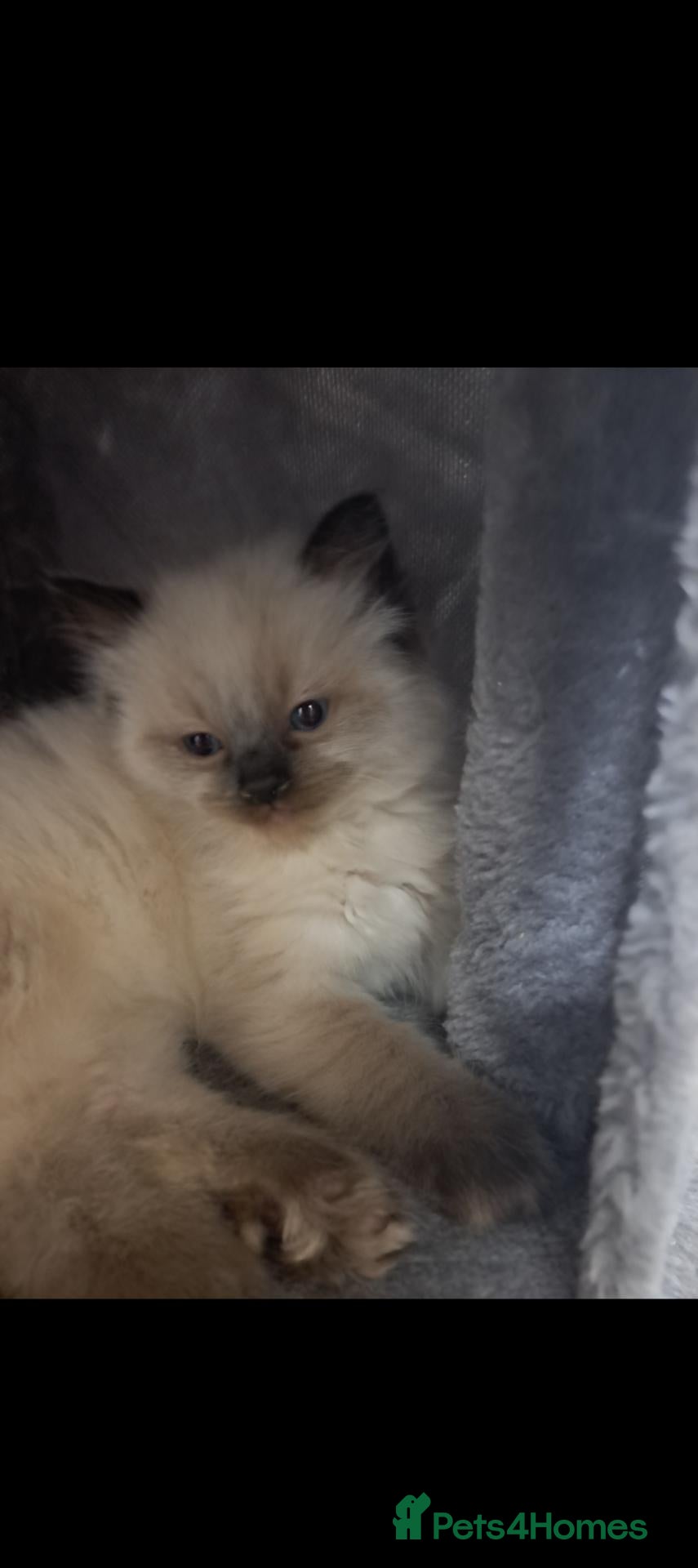 Ragdoll cats Fluffy seal point ragdoll - Advert 1