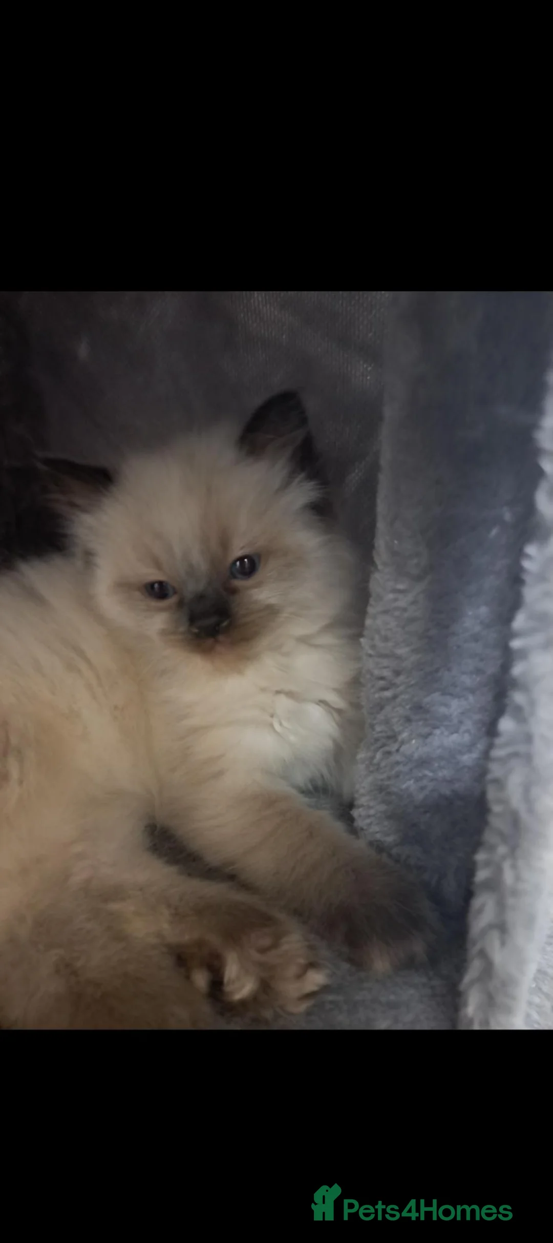 Ragdoll cats for sale: Fluffy seal point ragdoll - Advert 1