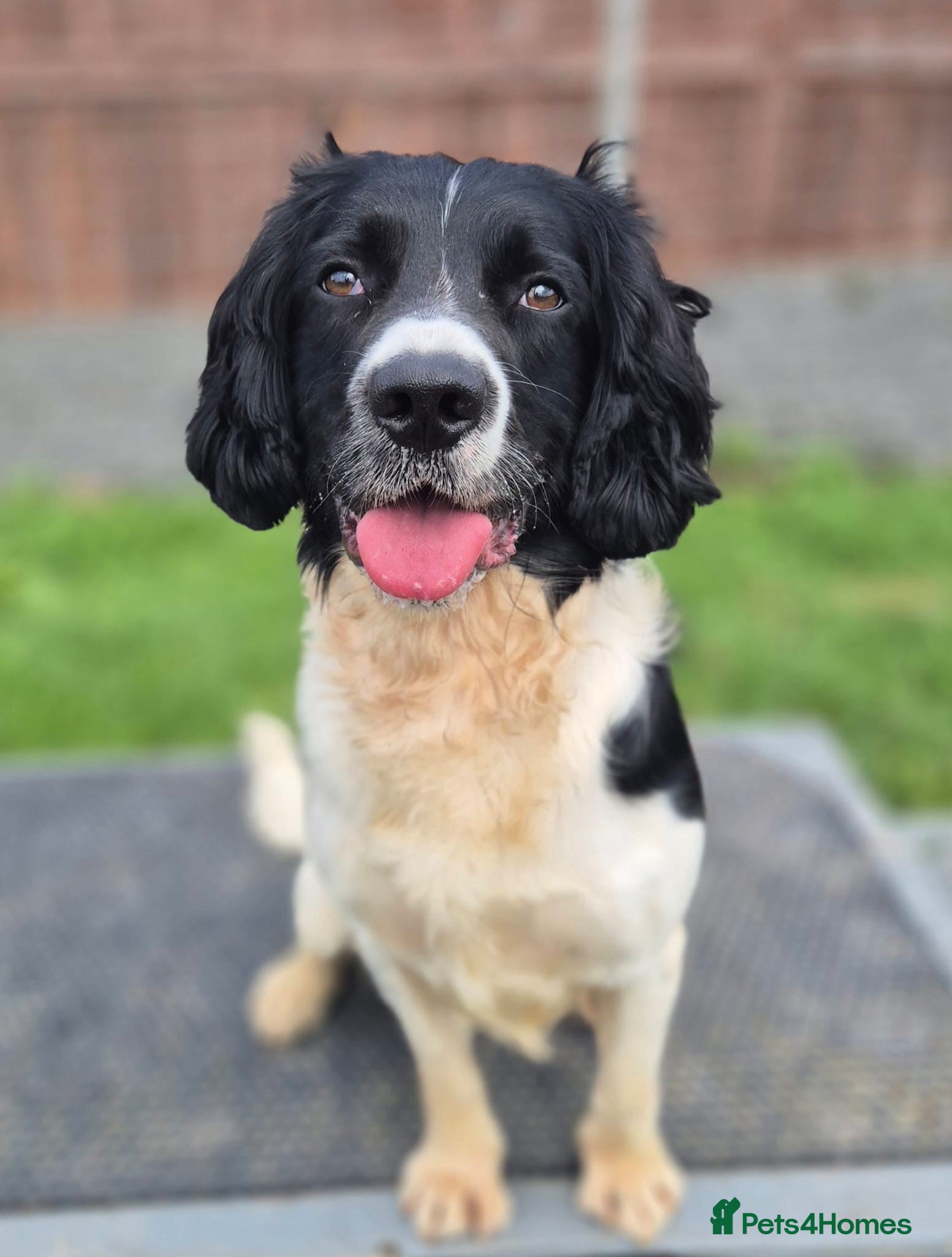 English Springer Spaniel dogs Lucky seeking a loving family - Advert 10