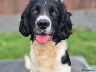 English Springer Spaniel dogs Lucky seeking a loving family - Advert 1