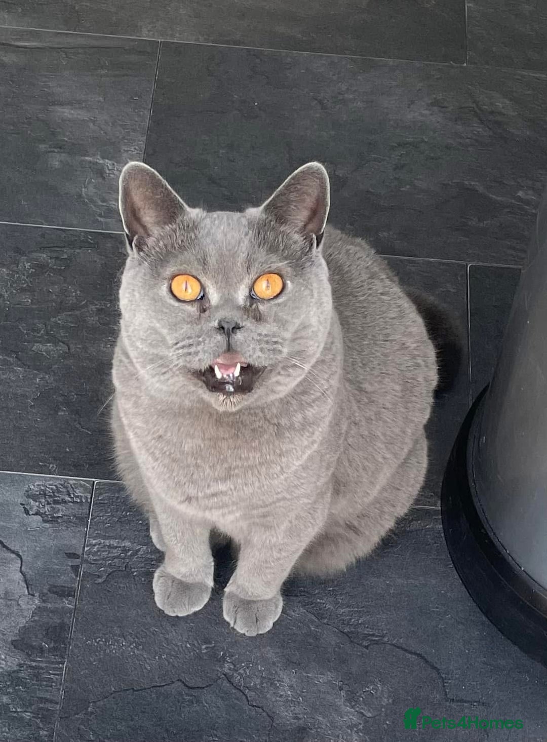 British Shorthair cats for sale: British shorthairs - Blue - Image 11
