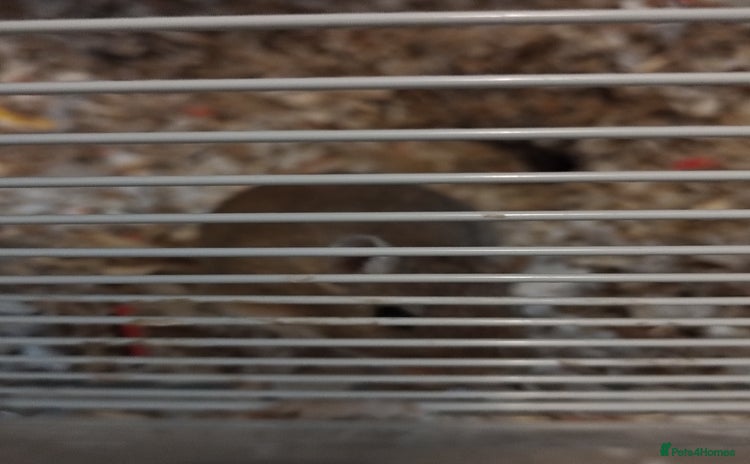 Gerbil rodents - Advert 2