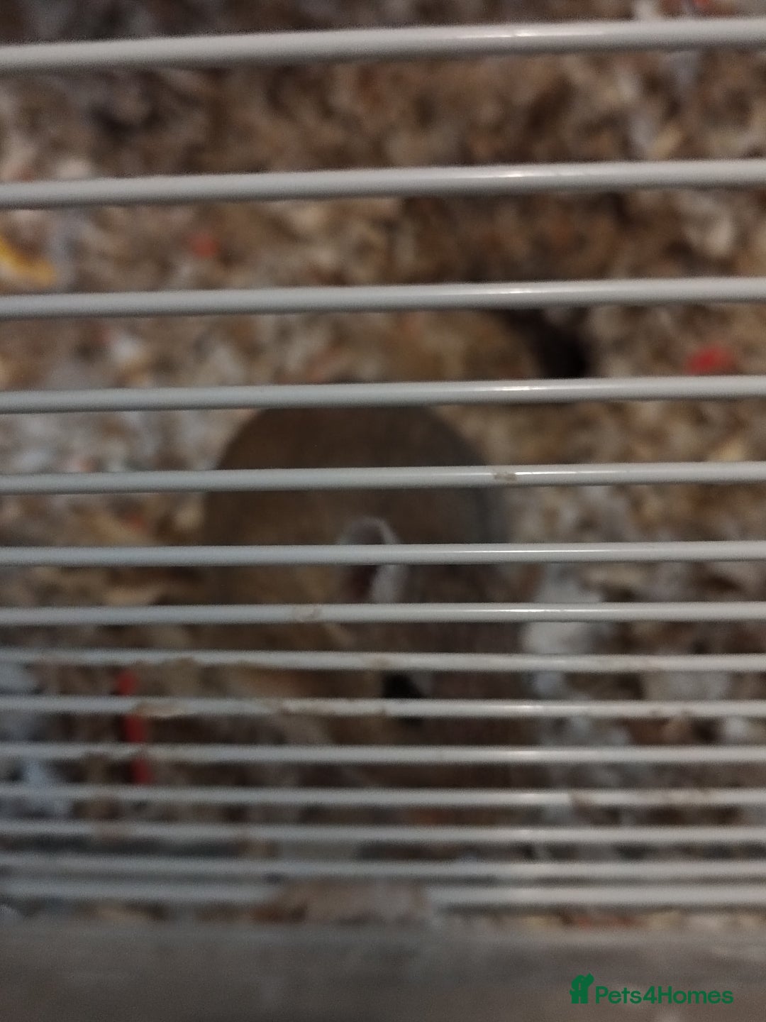 Gerbil rodents for sale: MALE GERBIL WITH CAGE - Image 1