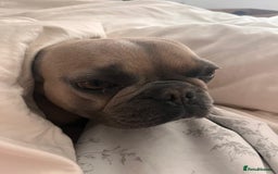 French Bulldog dogs for sale: Female french bulldog 3 years old  - Image 1