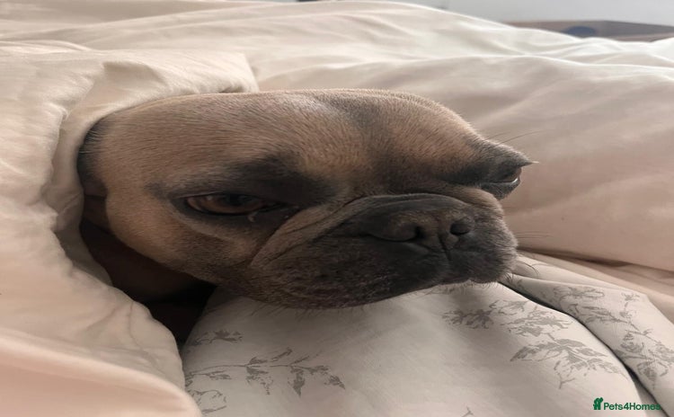 French Bulldog dogs - Advert 2