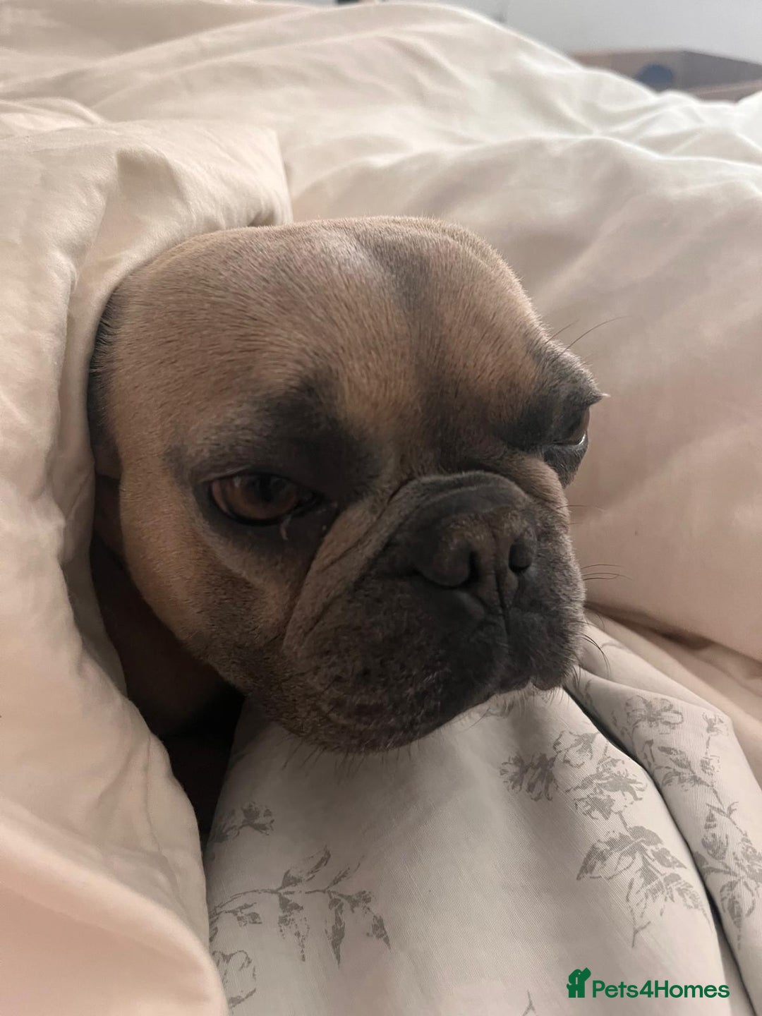 French Bulldog dogs for sale: Female french bulldog 3 years old  - Image 1